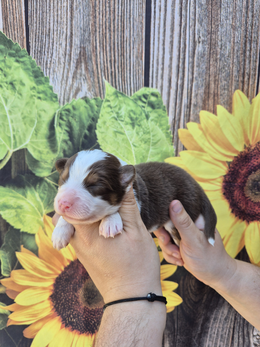 De La Combe Grande - Chiots disponibles - Berger Australien
