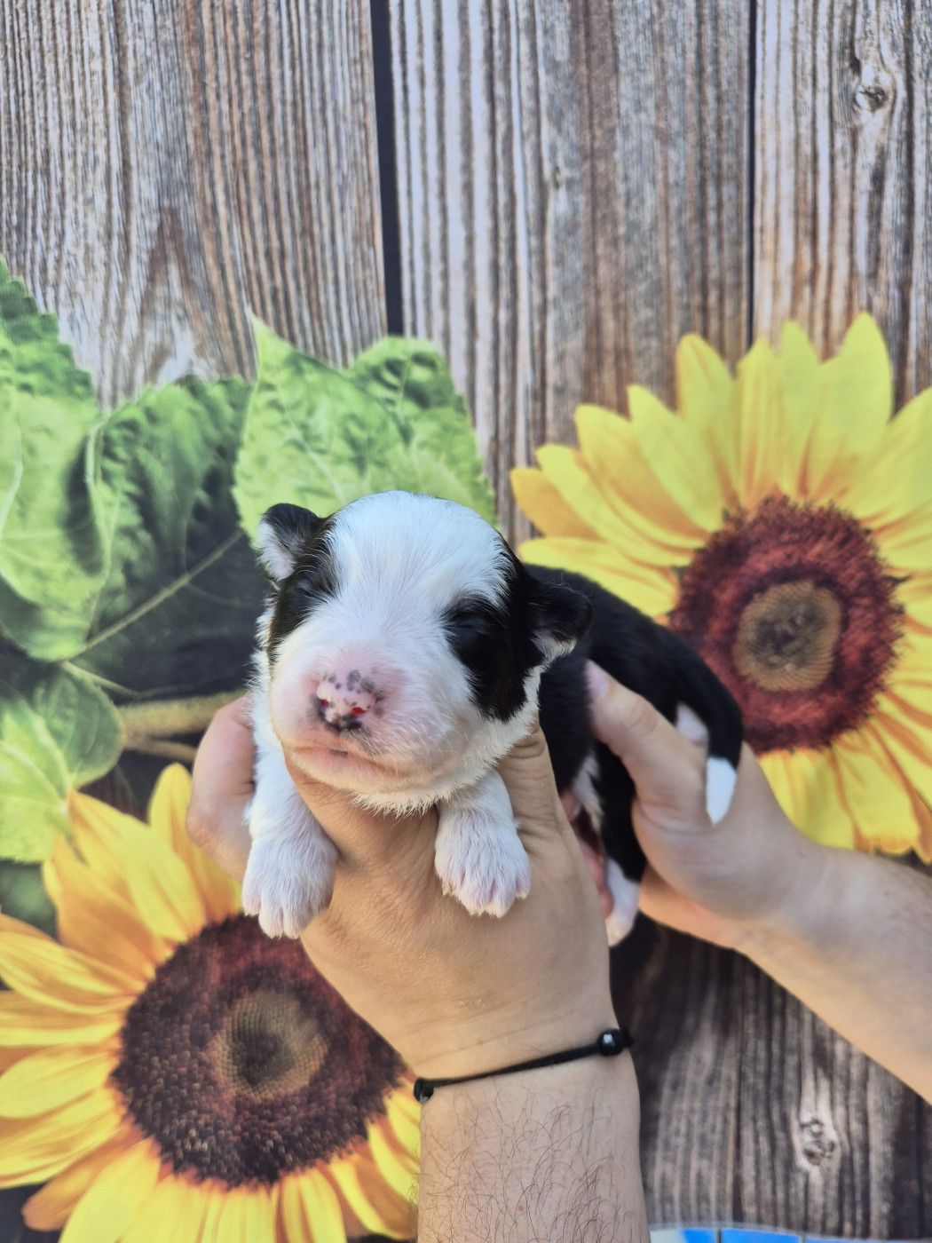 De La Combe Grande - Chiots disponibles - Berger Australien