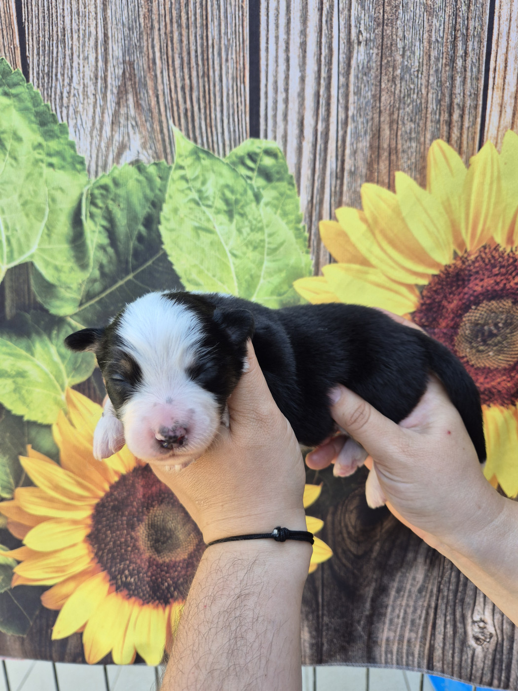 De La Combe Grande - Chiots disponibles - Berger Australien