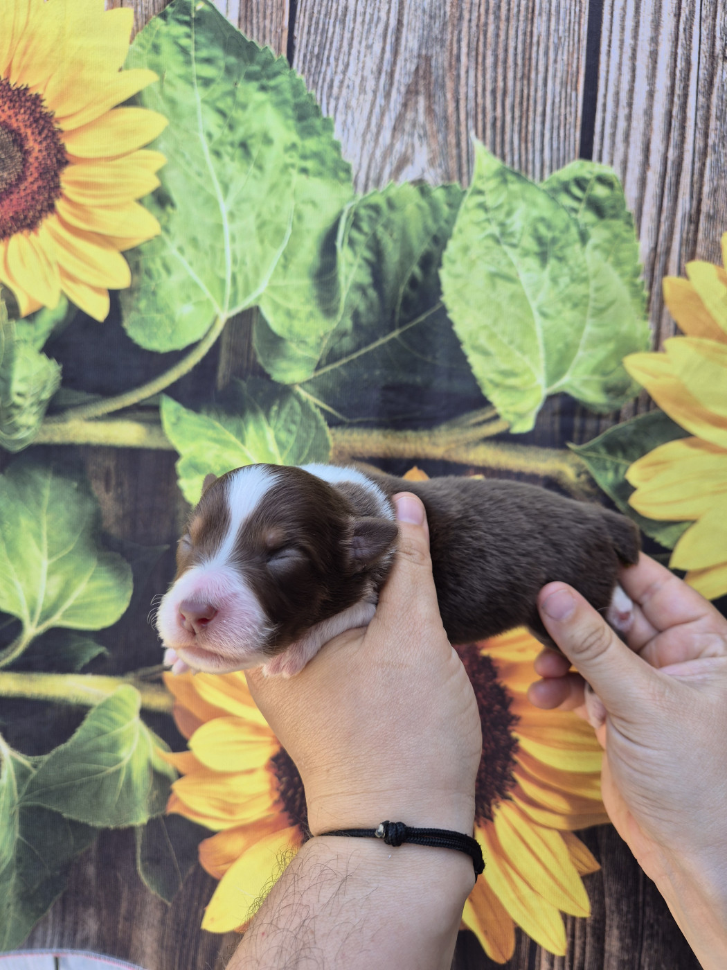 De La Combe Grande - Chiots disponibles - Berger Australien