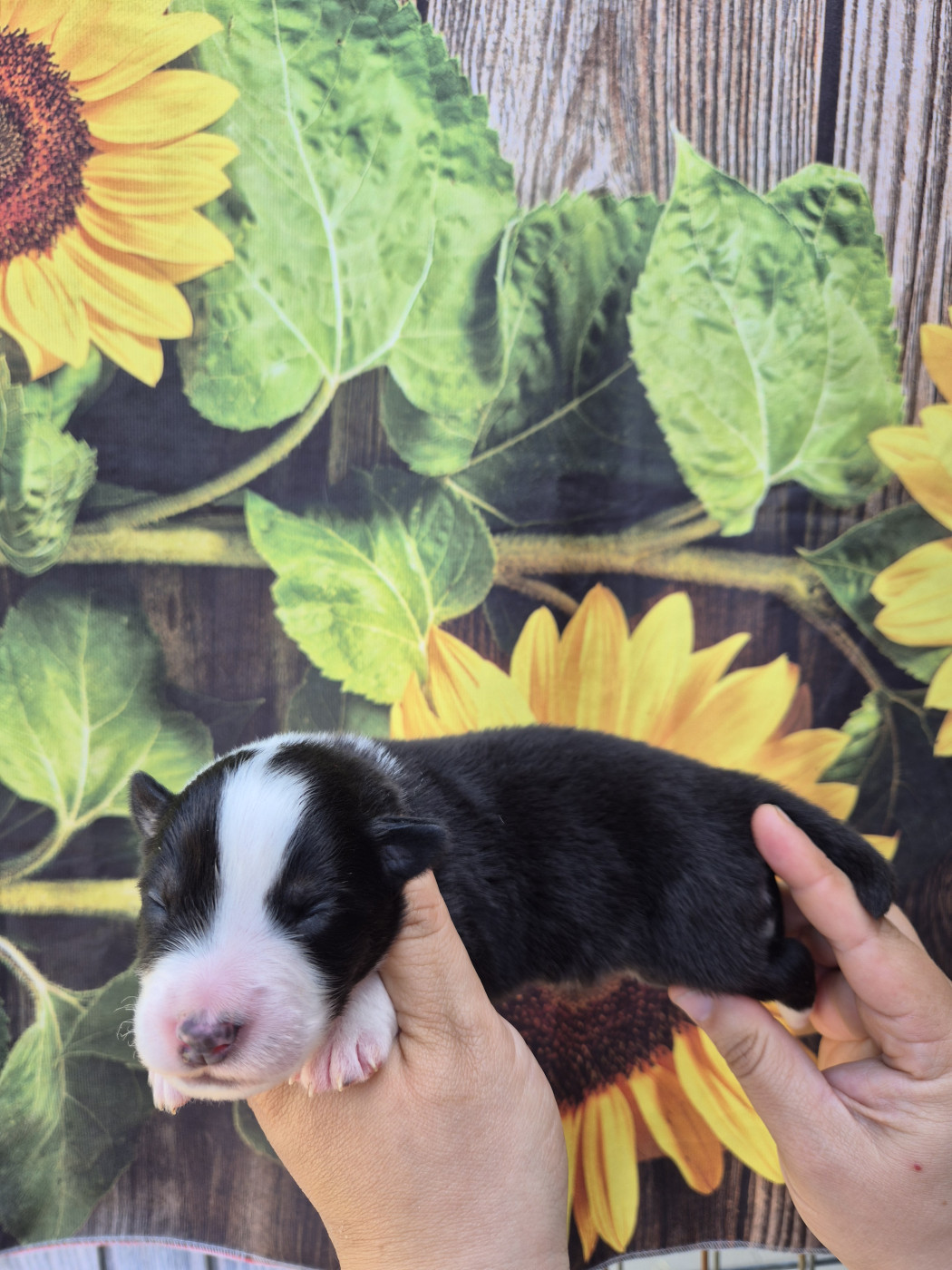 De La Combe Grande - Chiots disponibles - Berger Australien