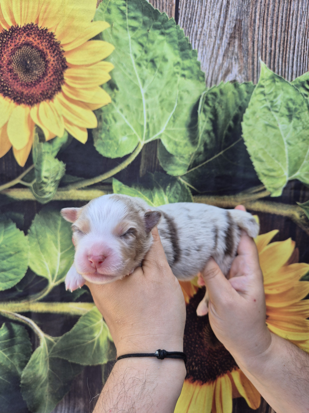 De La Combe Grande - Chiots disponibles - Berger Australien