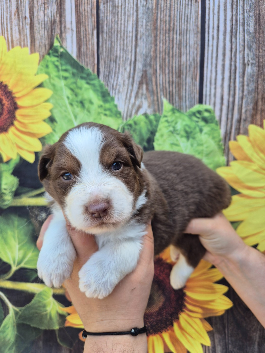 De La Combe Grande - Chiots disponibles - Berger Australien