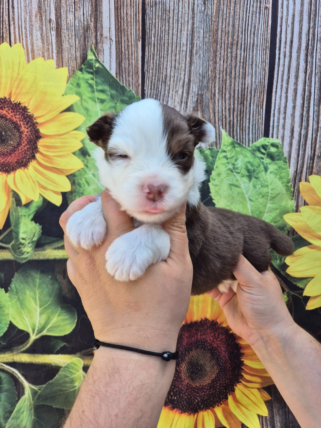 De La Combe Grande - Chiots disponibles - Berger Australien