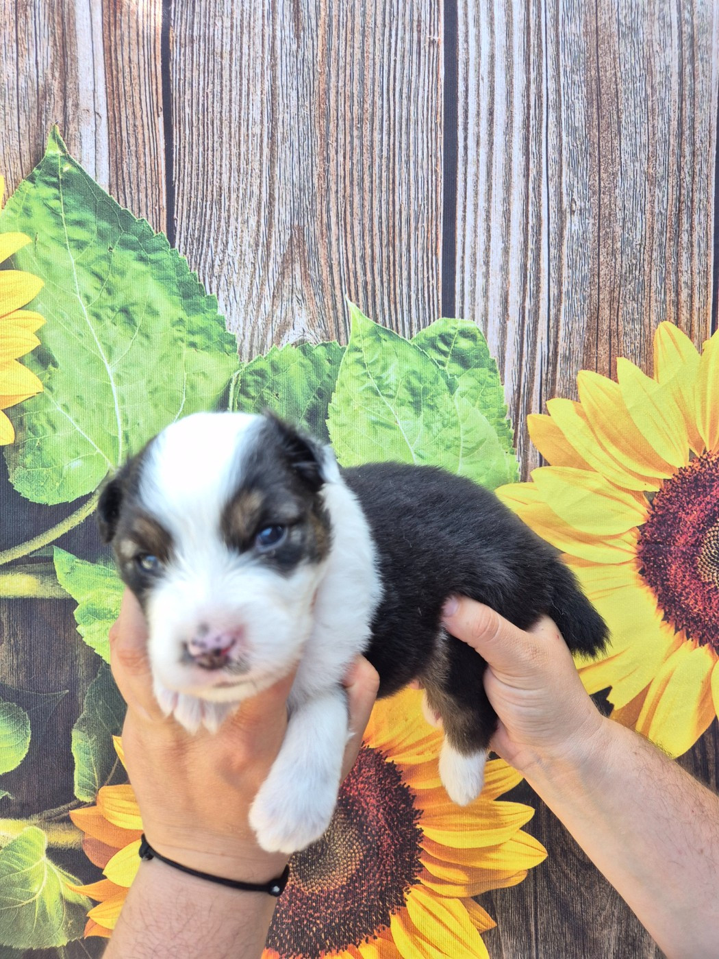 De La Combe Grande - Chiots disponibles - Berger Australien