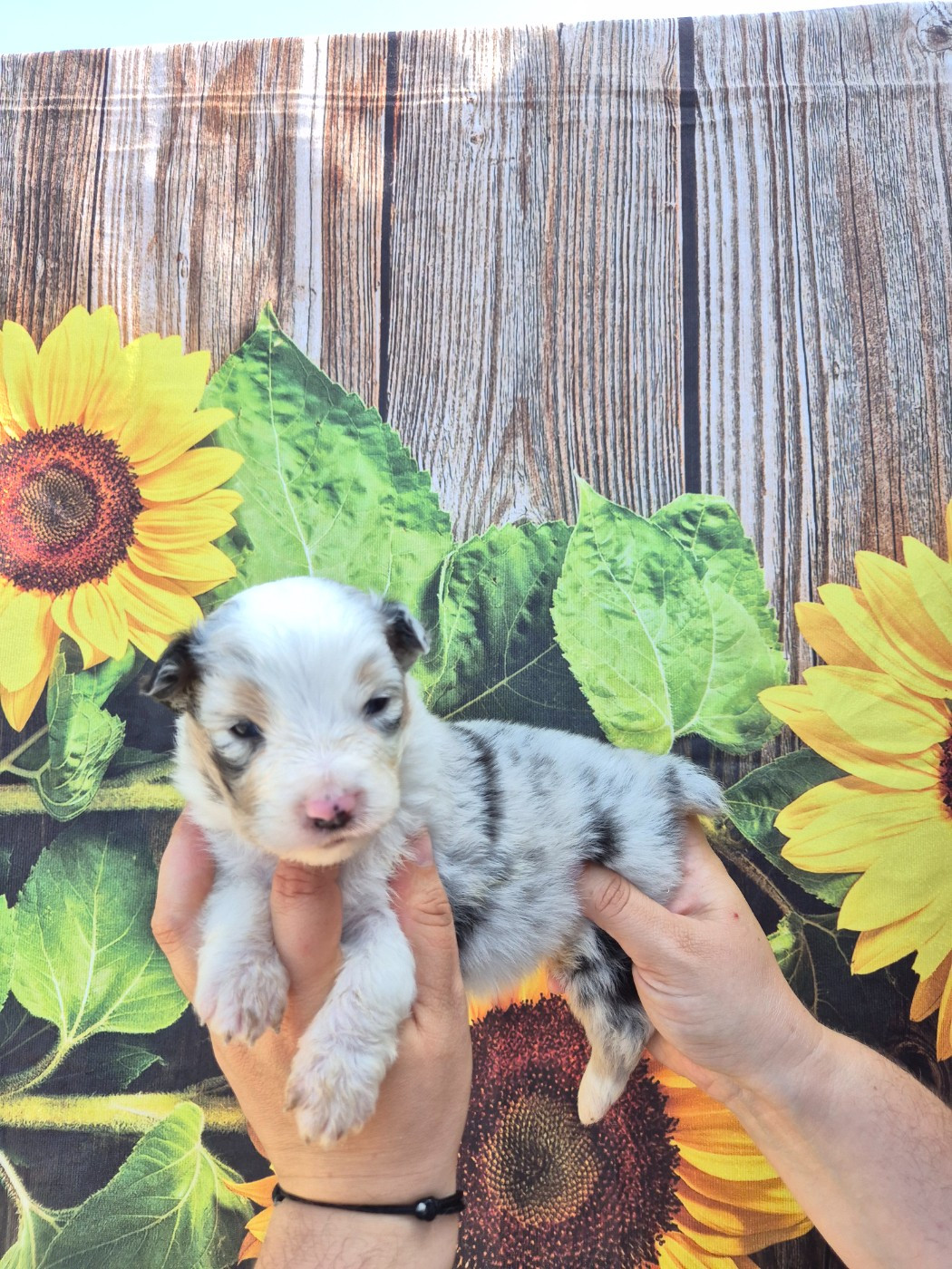 De La Combe Grande - Chiots disponibles - Berger Australien