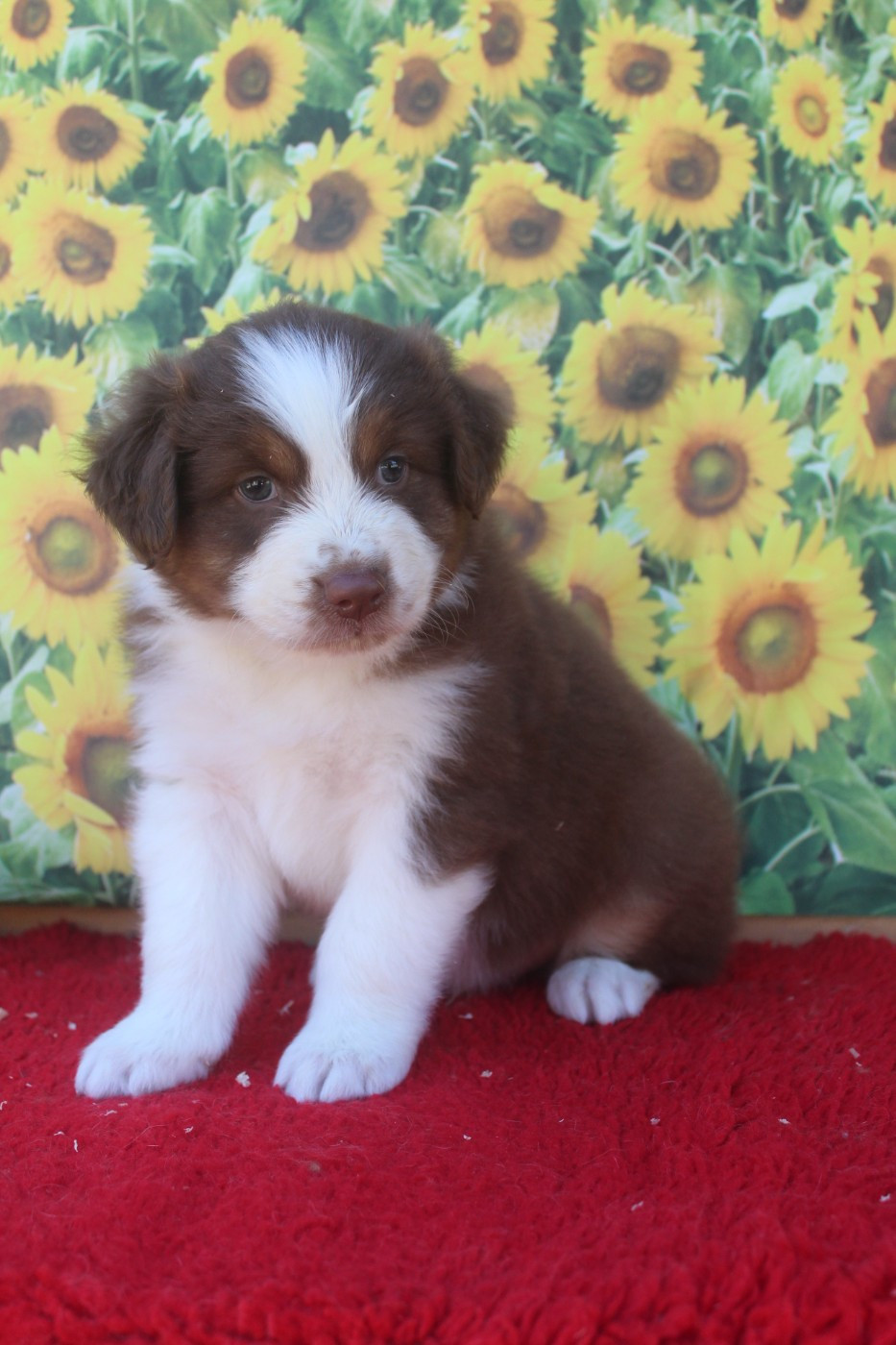 De La Combe Grande - Chiots disponibles - Berger Australien