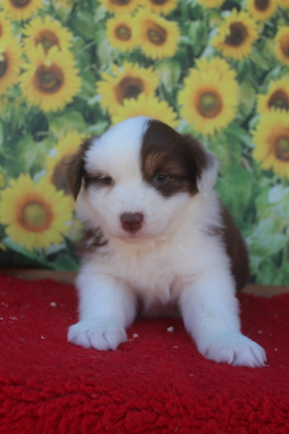 De La Combe Grande - Chiots disponibles - Berger Australien