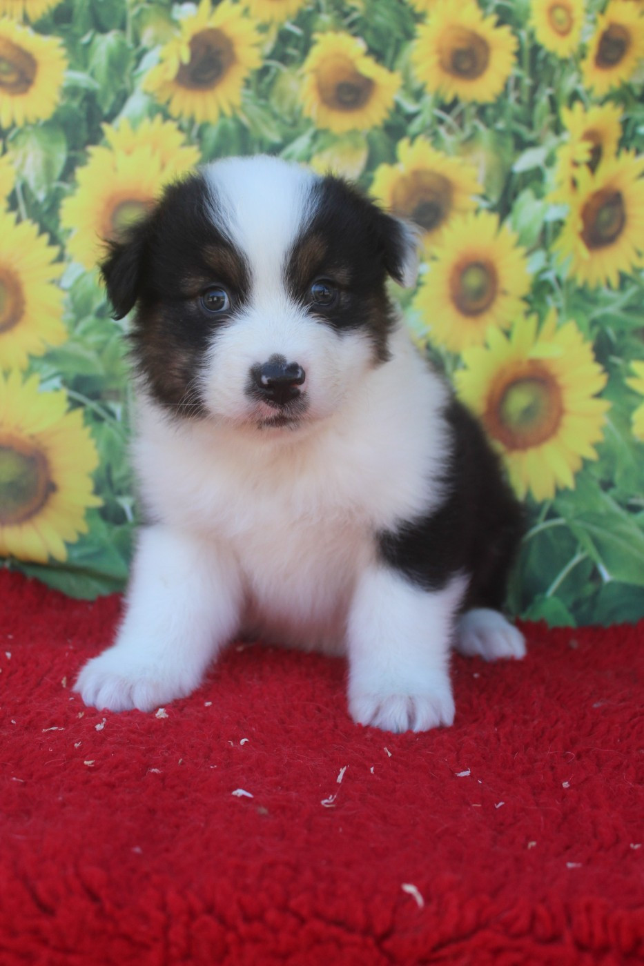 De La Combe Grande - Chiots disponibles - Berger Australien