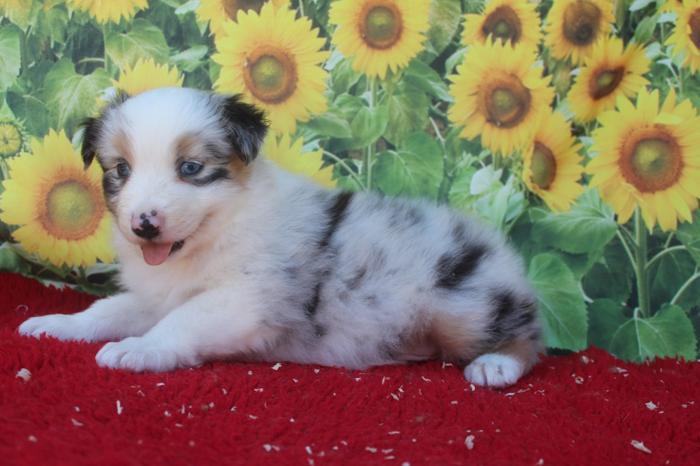 De La Combe Grande - Chiots disponibles - Berger Australien