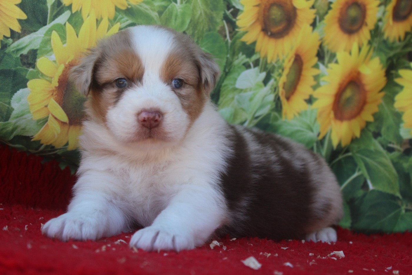 De La Combe Grande - Chiots disponibles - Berger Australien