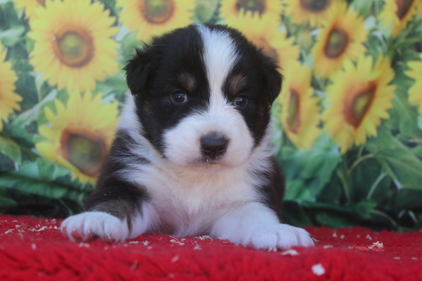 De La Combe Grande - Chiots disponibles - Berger Australien