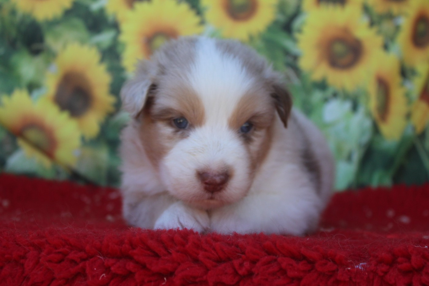 De La Combe Grande - Chiots disponibles - Berger Australien