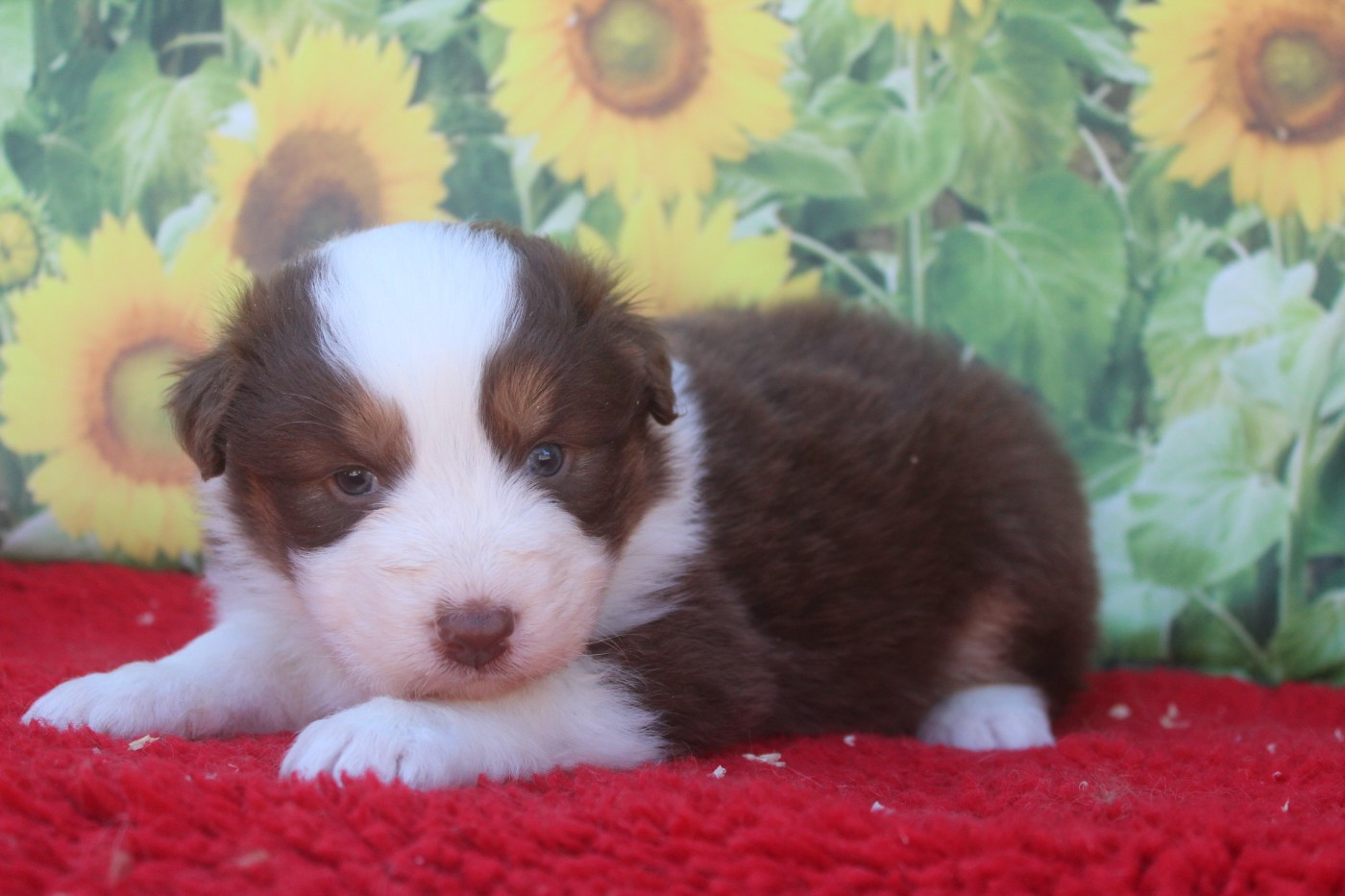 De La Combe Grande - Chiots disponibles - Berger Australien