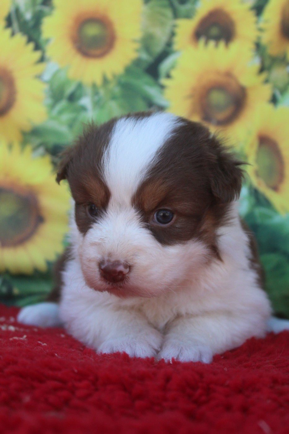 De La Combe Grande - Chiots disponibles - Berger Australien