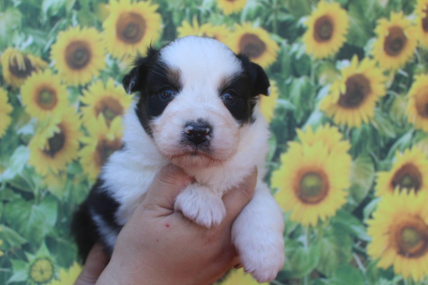 De La Combe Grande - Chiots disponibles - Berger Australien