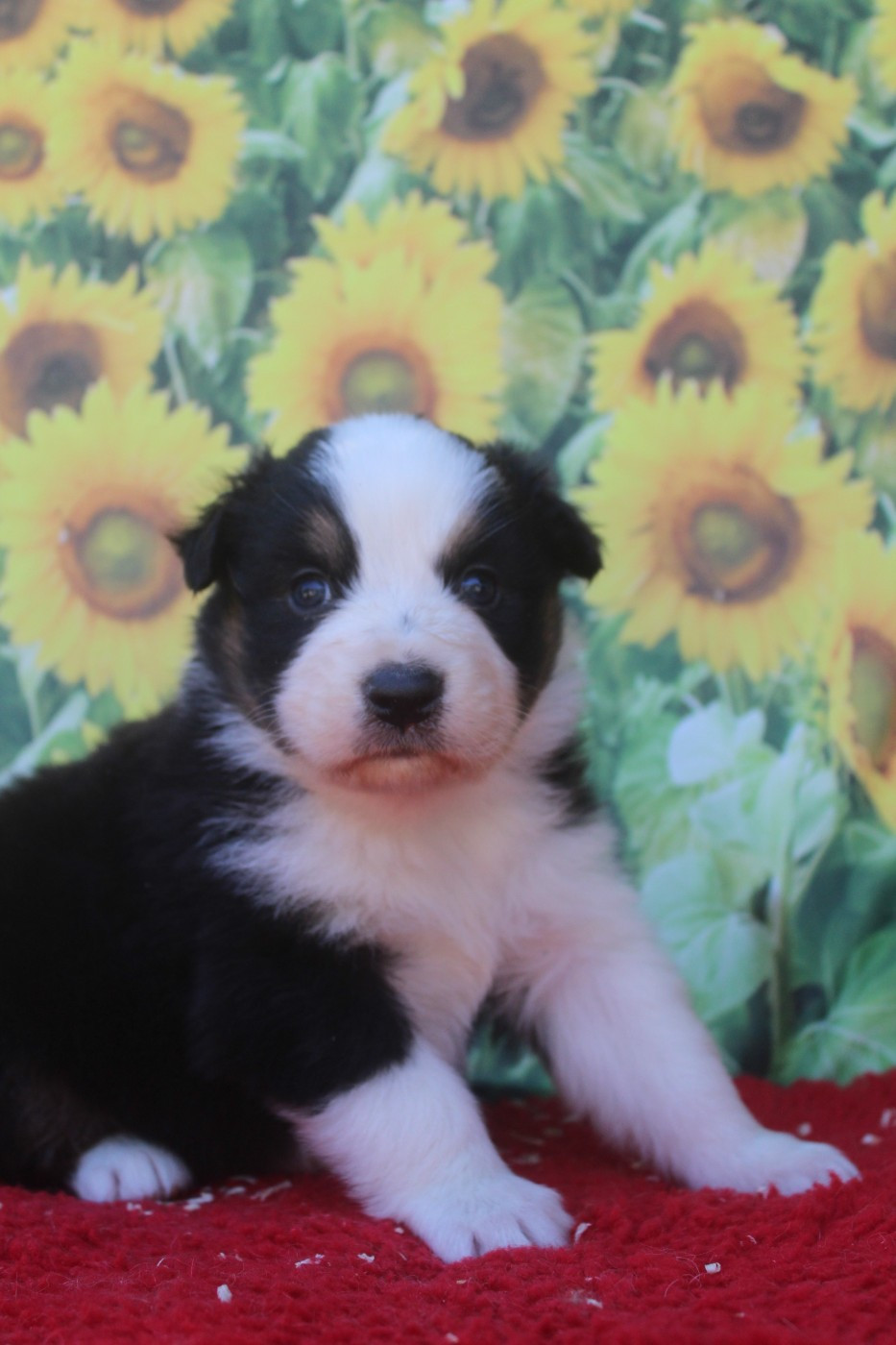 De La Combe Grande - Chiots disponibles - Berger Australien