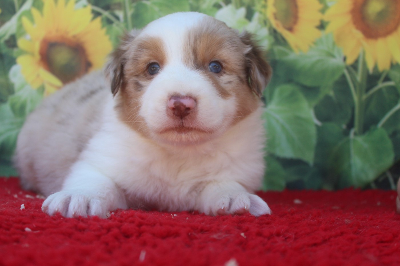 De La Combe Grande - Chiots disponibles - Berger Australien