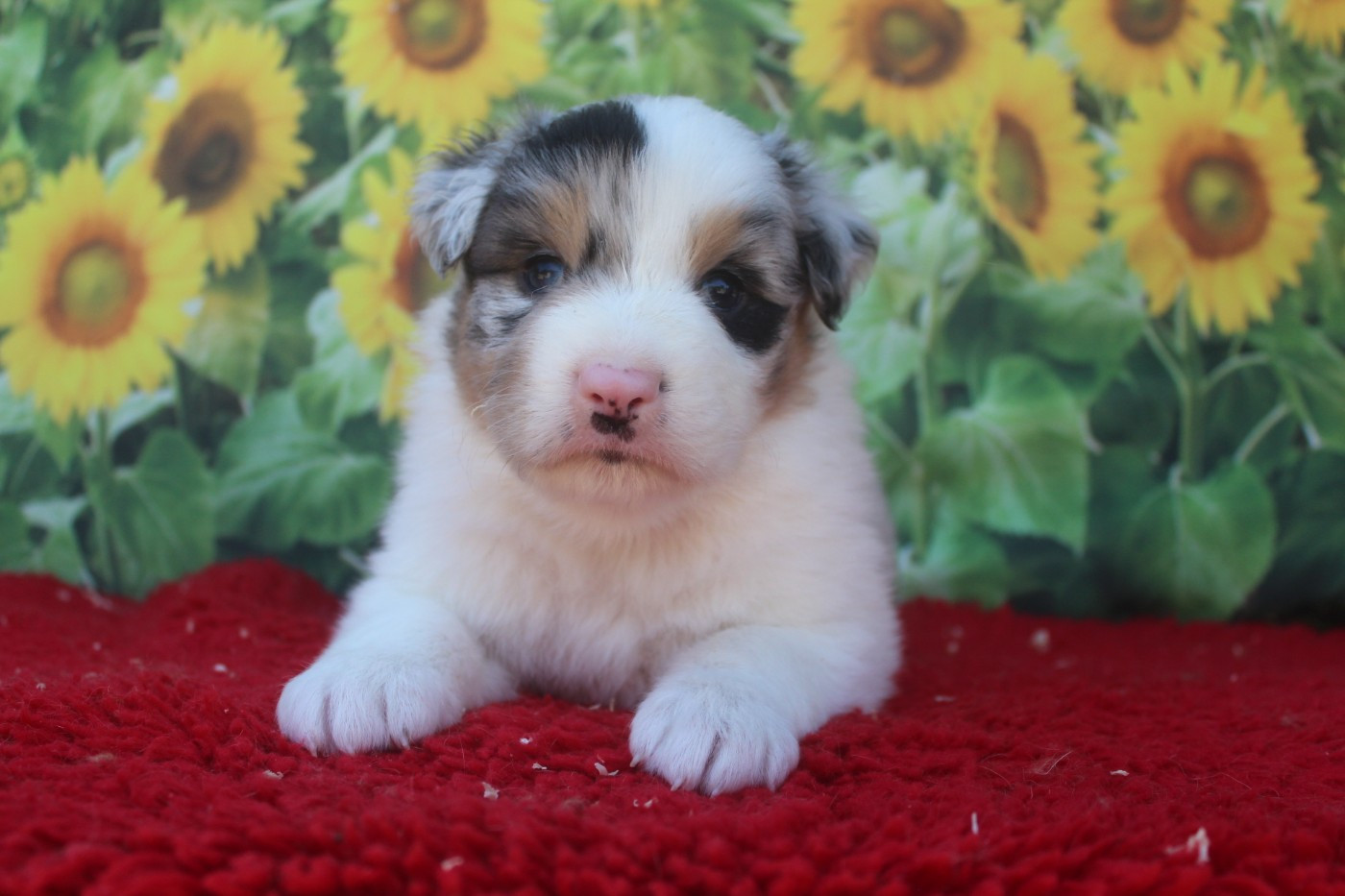 De La Combe Grande - Chiots disponibles - Berger Australien