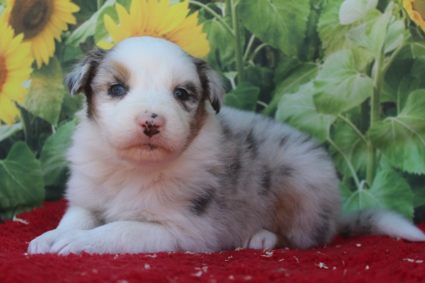 De La Combe Grande - Chiots disponibles - Berger Australien