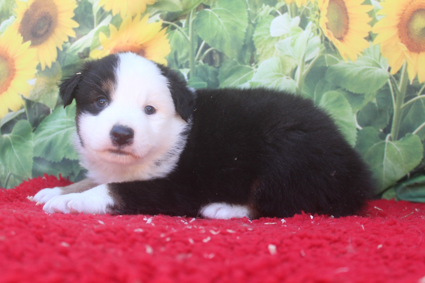De La Combe Grande - Chiots disponibles - Berger Australien