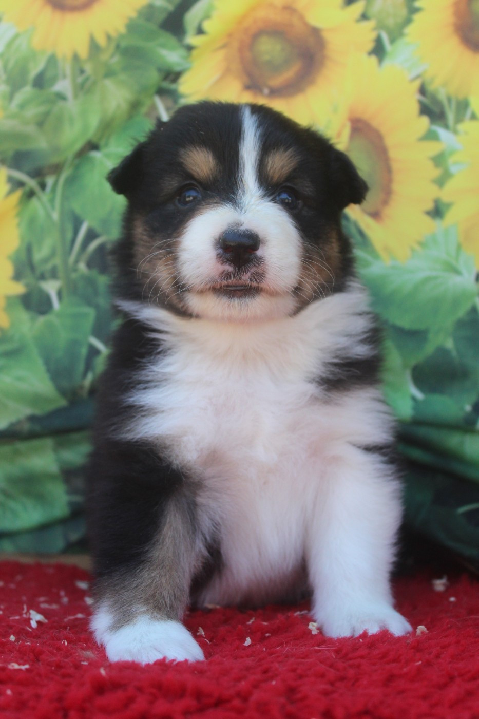 De La Combe Grande - Chiots disponibles - Berger Australien