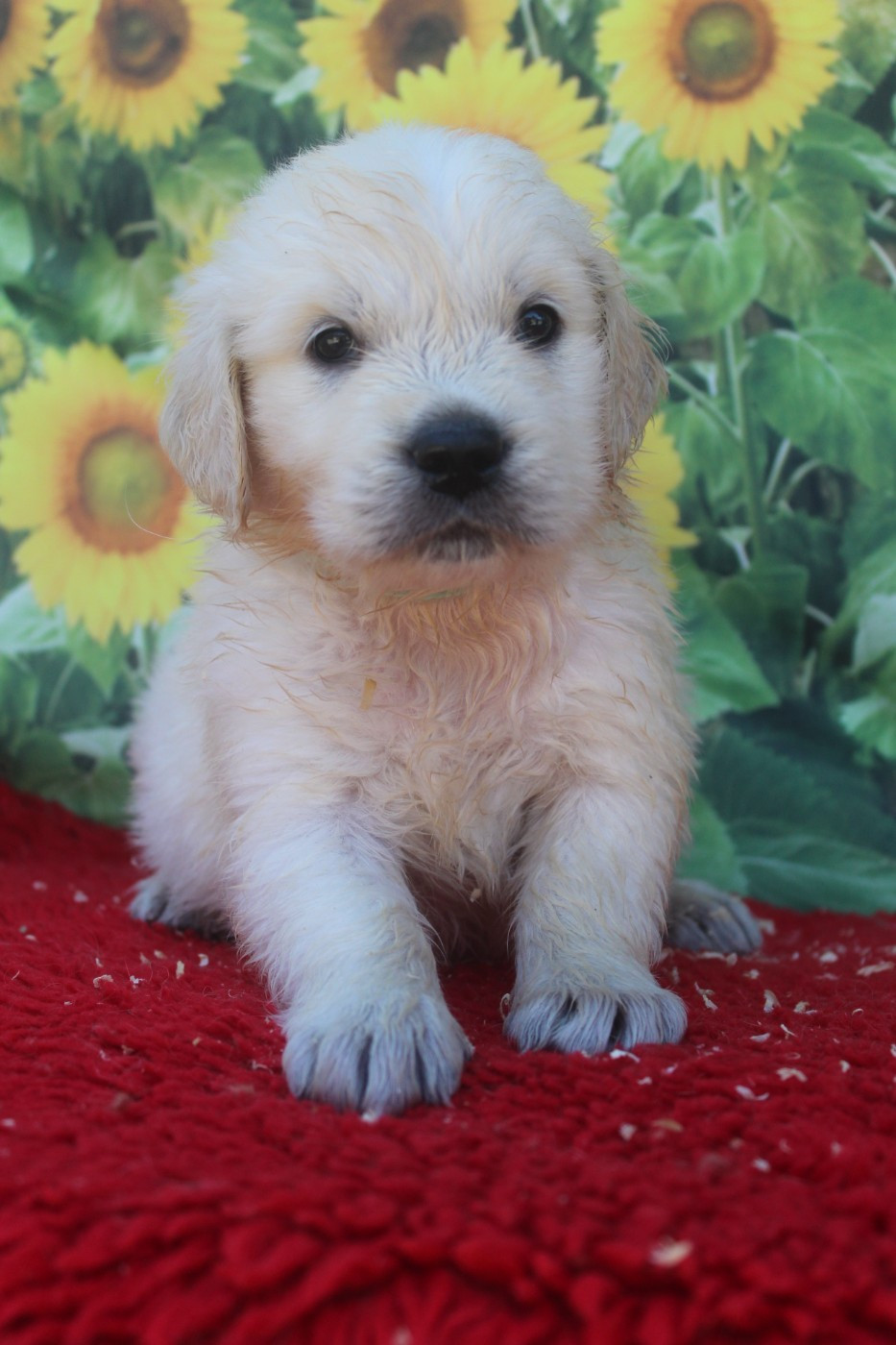 De La Combe Grande - Chiots disponibles - Golden Retriever