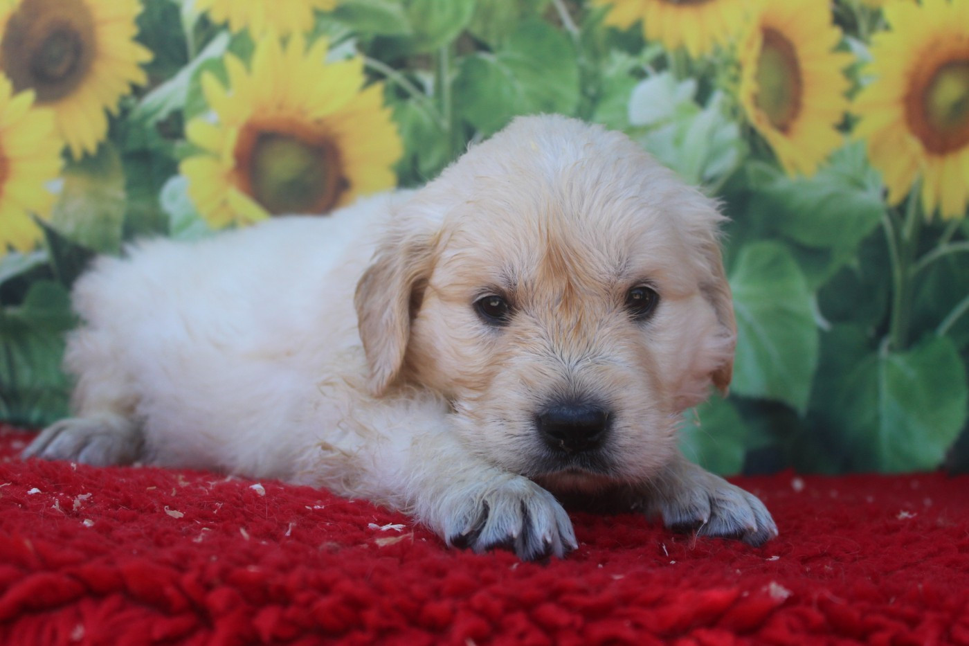 De La Combe Grande - Chiots disponibles - Golden Retriever