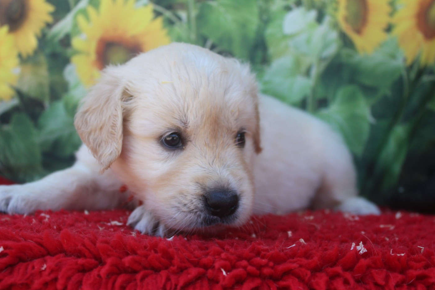 De La Combe Grande - Chiots disponibles - Golden Retriever