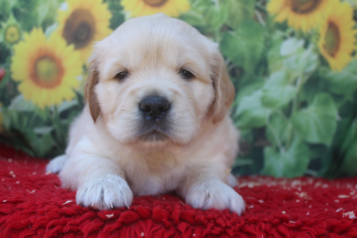 De La Combe Grande - Chiots disponibles - Golden Retriever