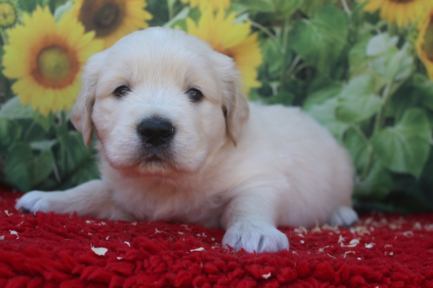 De La Combe Grande - Chiots disponibles - Golden Retriever