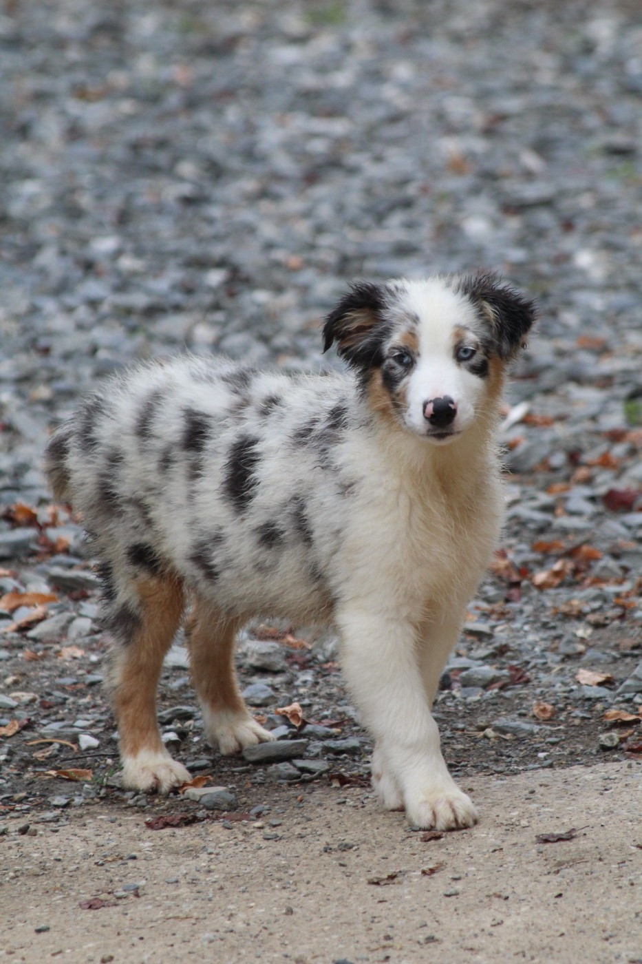De La Combe Grande - Chiots disponibles - Berger Australien