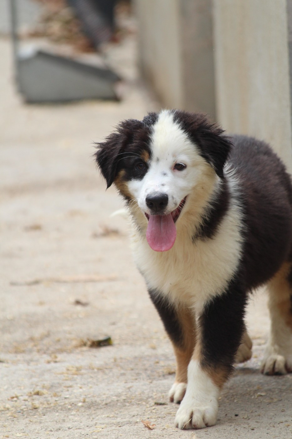 De La Combe Grande - Chiots disponibles - Berger Australien