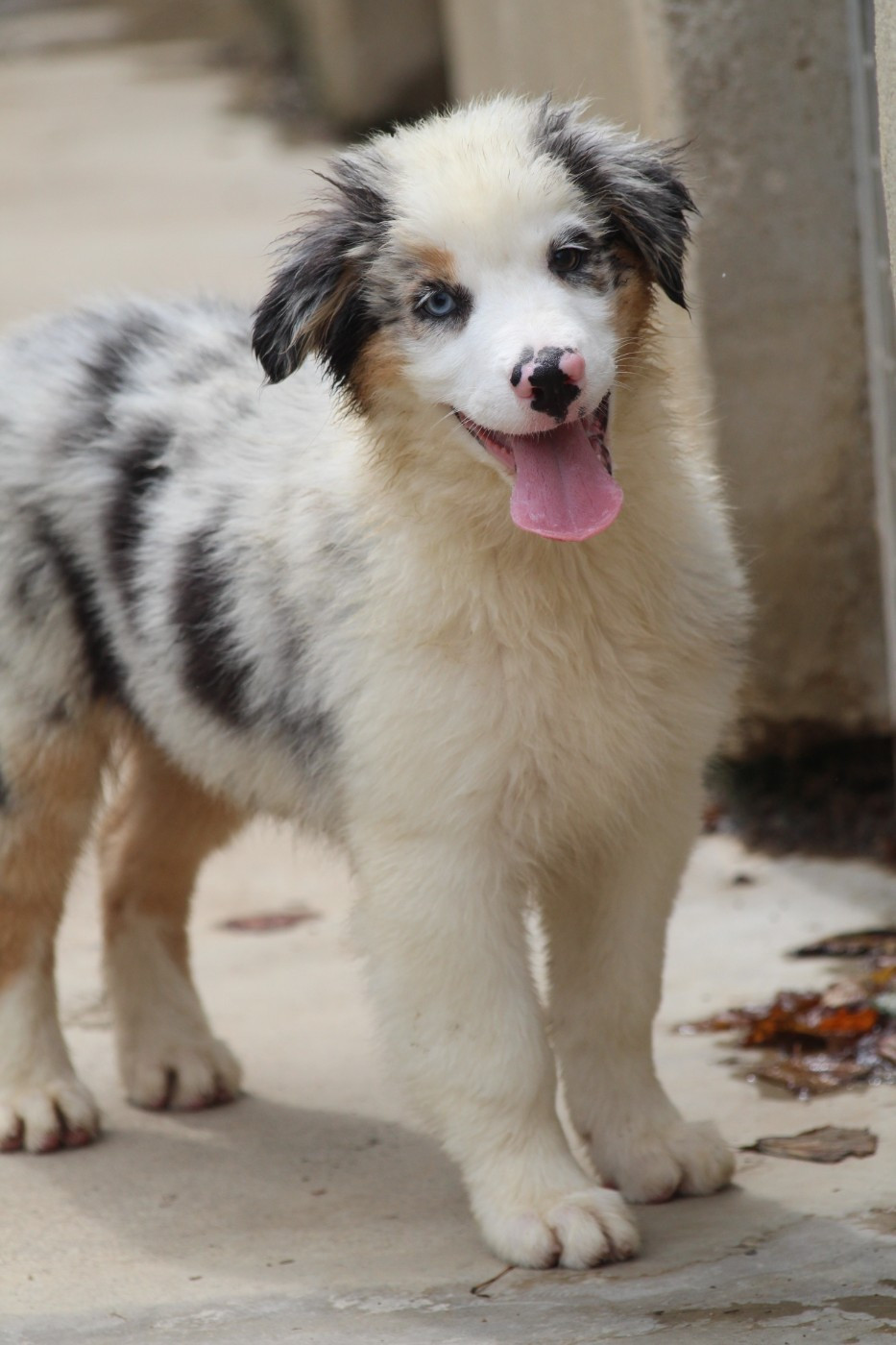 De La Combe Grande - Chiots disponibles - Berger Australien