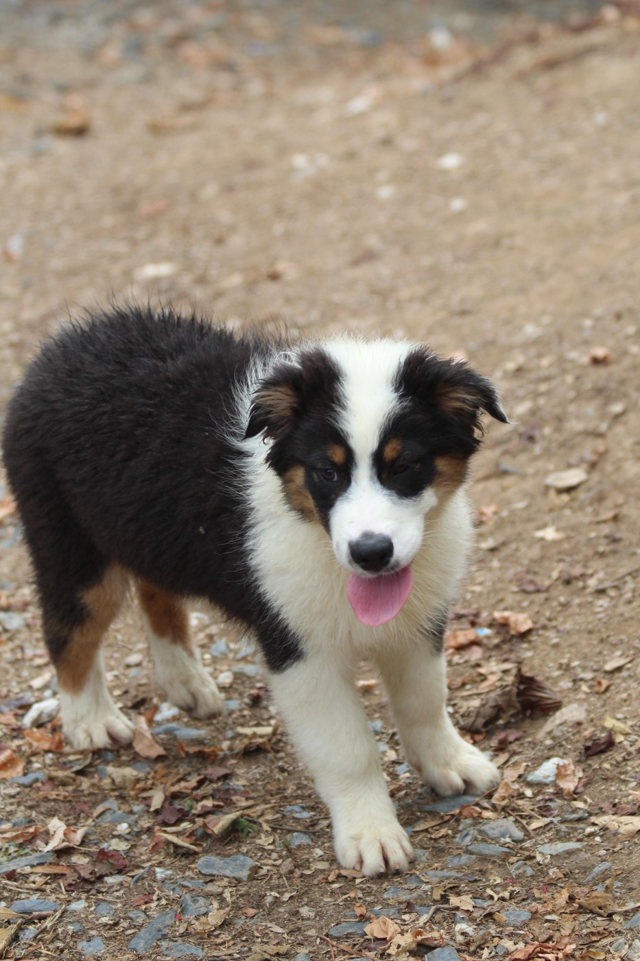 De La Combe Grande - Chiots disponibles - Berger Australien
