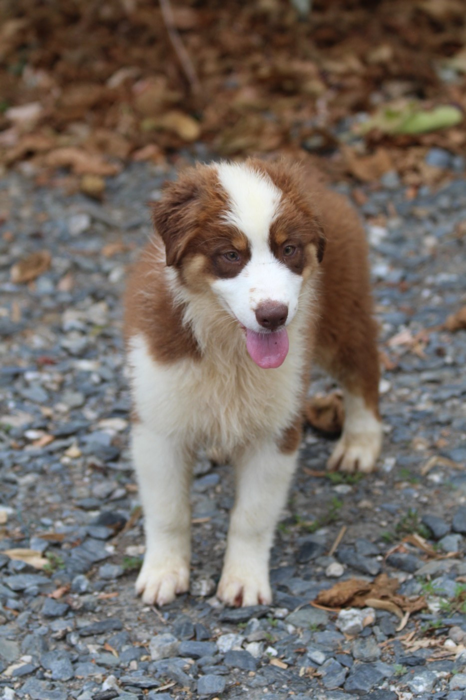 De La Combe Grande - Chiots disponibles - Berger Australien