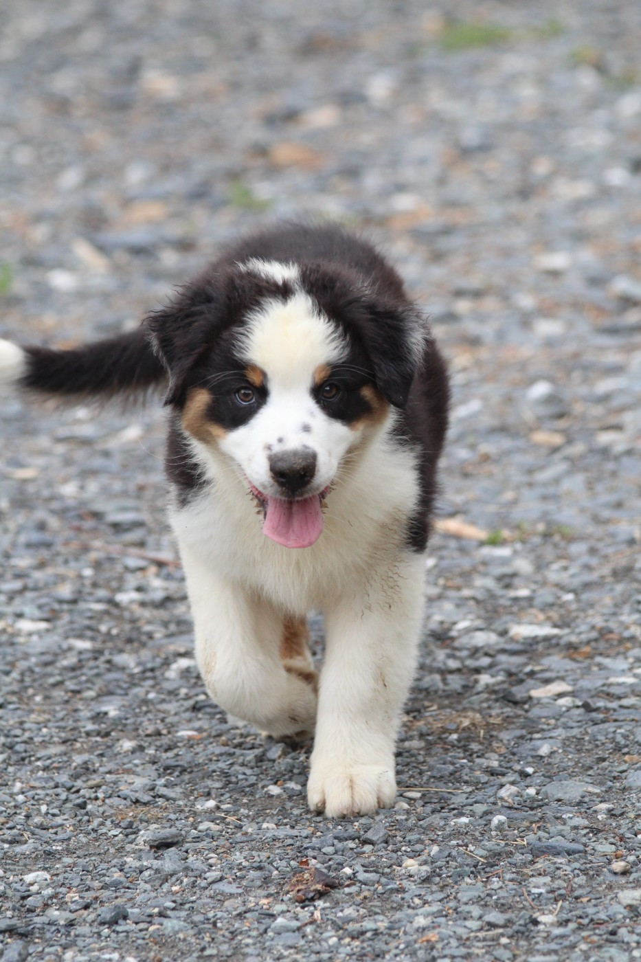 De La Combe Grande - Chiots disponibles - Berger Australien