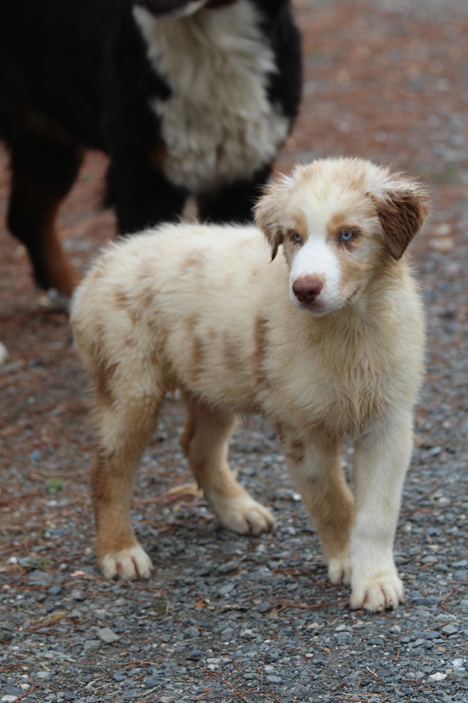 De La Combe Grande - Chiots disponibles - Berger Australien