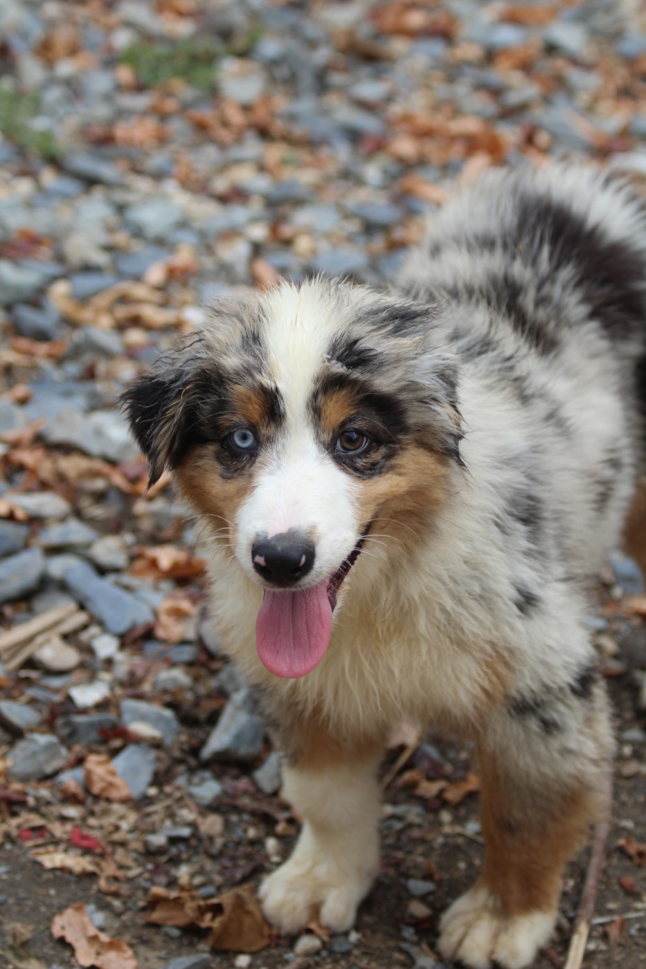 De La Combe Grande - Chiots disponibles - Berger Australien