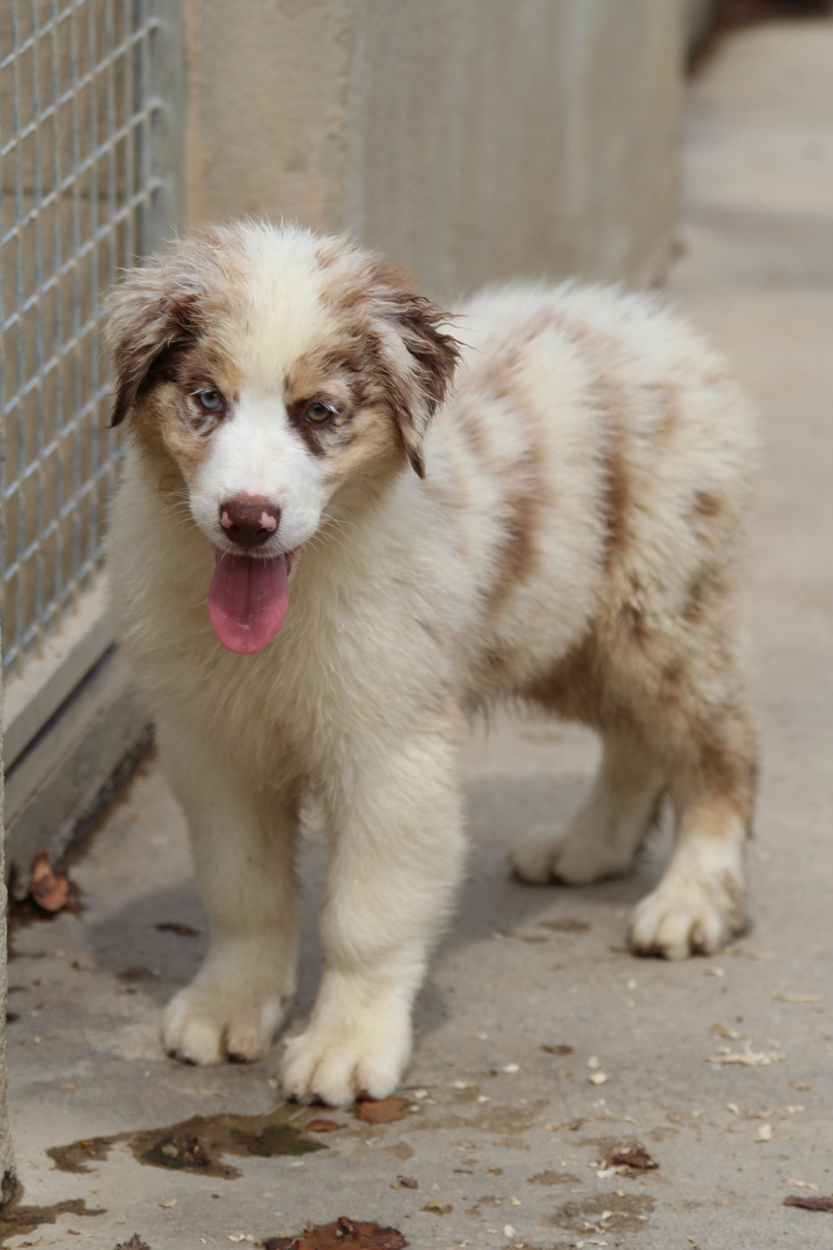 De La Combe Grande - Chiots disponibles - Berger Australien