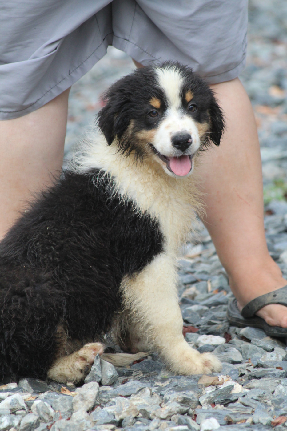 De La Combe Grande - Chiots disponibles - Berger Australien