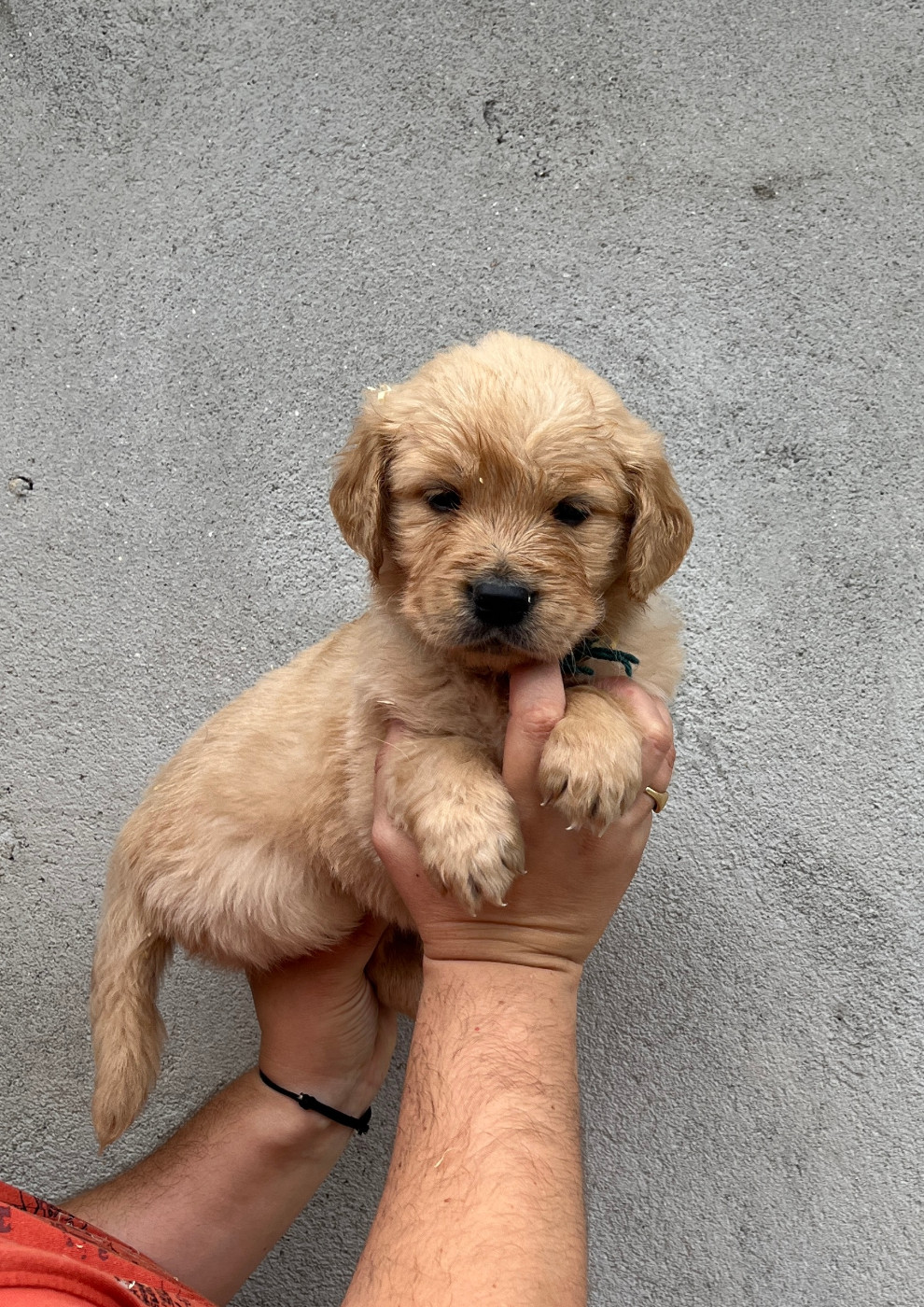 De La Combe Grande - Chiots disponibles - Golden Retriever