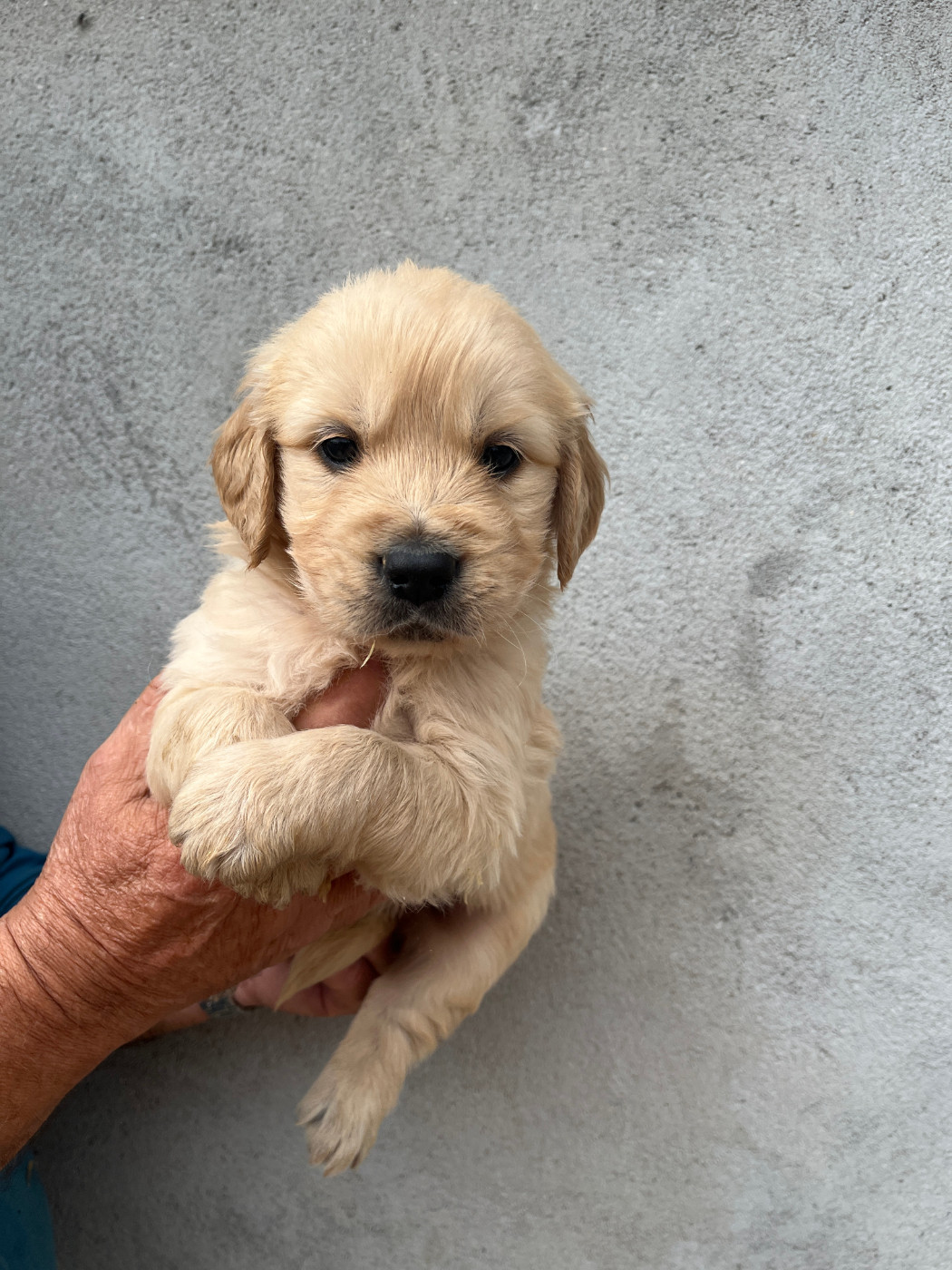 De La Combe Grande - Chiots disponibles - Golden Retriever