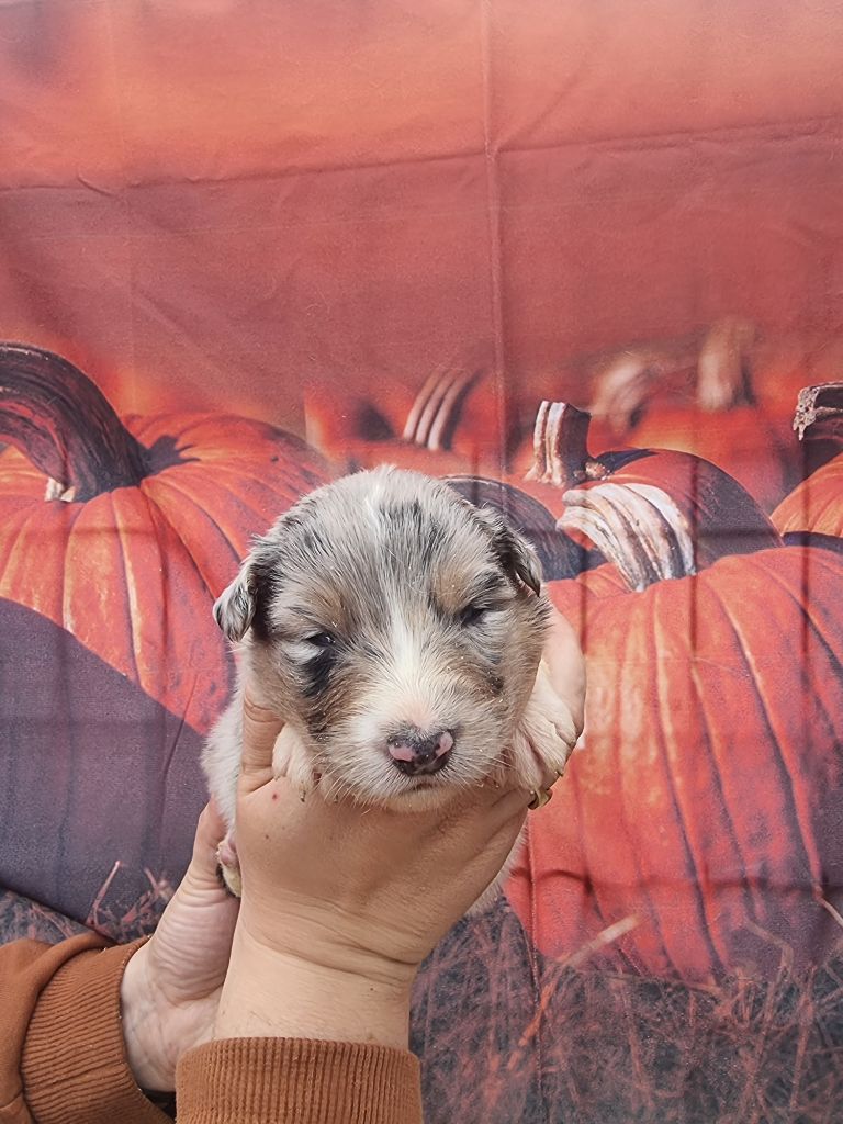 De La Combe Grande - Chiots disponibles - Berger Australien