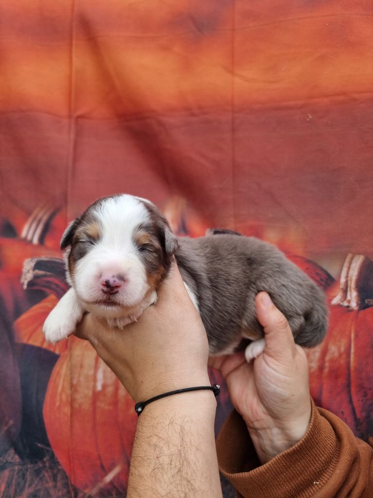 De La Combe Grande - Chiots disponibles - Berger Australien