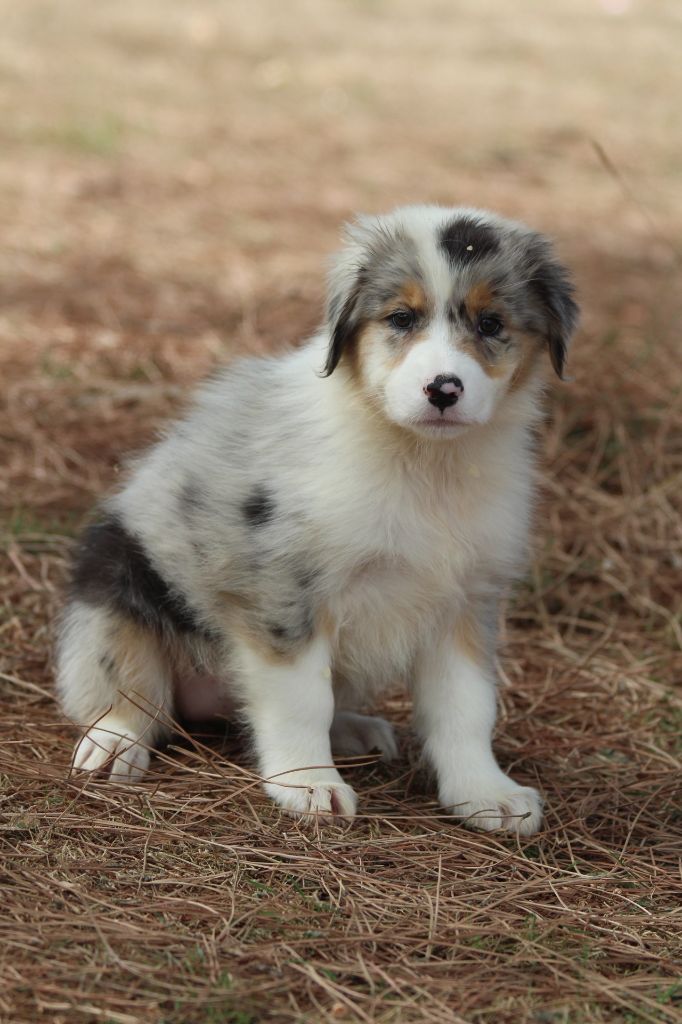 De La Combe Grande - Chiots disponibles - Berger Australien