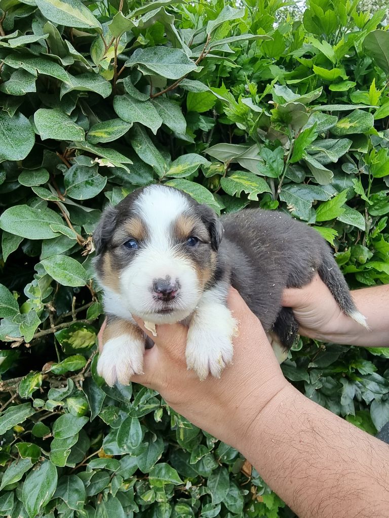 De La Combe Grande - Chiots disponibles - Berger Australien