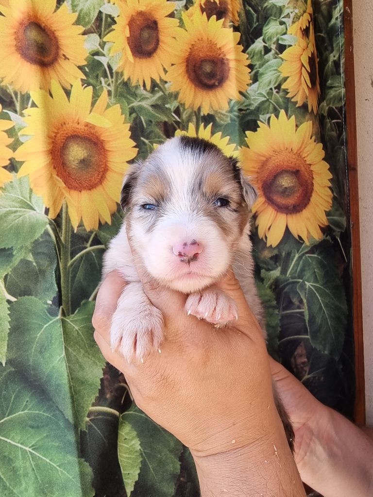 De La Combe Grande - Chiots disponibles - Berger Australien