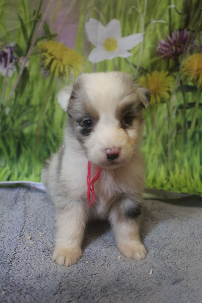 De La Combe Grande - Chiots disponibles - Berger Australien