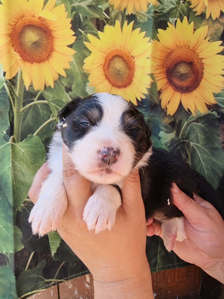 De La Combe Grande - Chiots disponibles - Berger Australien